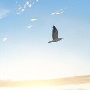 Strand mit Sonne, Wolken und fliegender Möwe