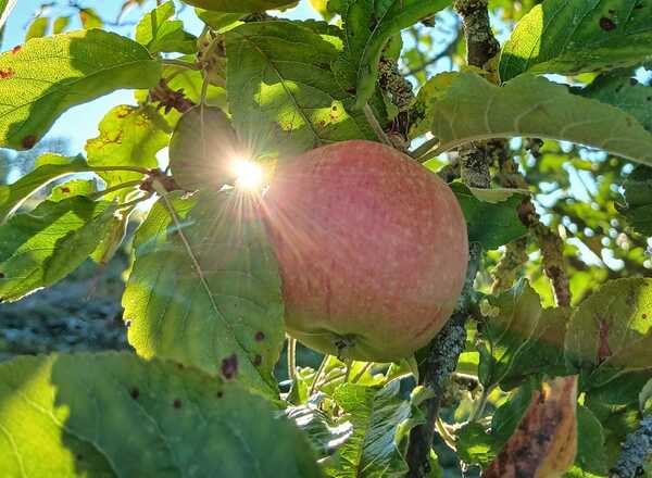 Apfel