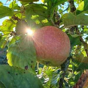 Apfel