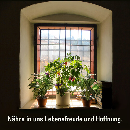 Fenster mit Pflanzen